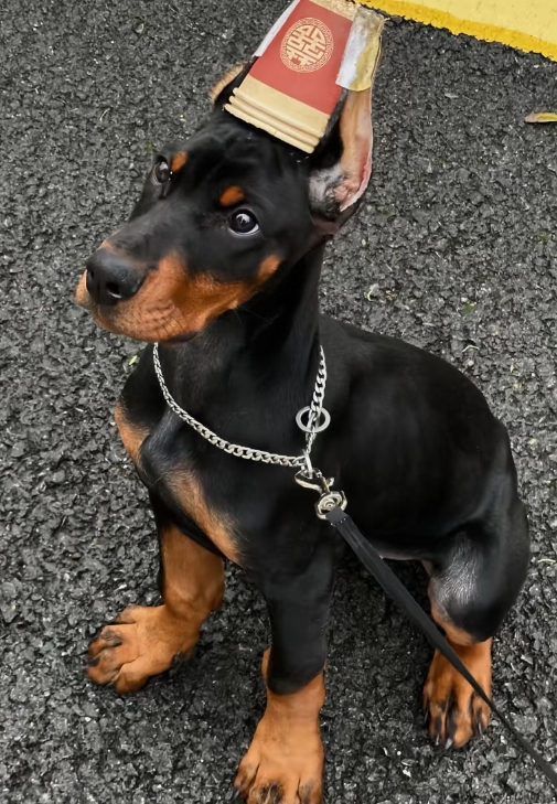 工作犬，护卫犬。警犬，